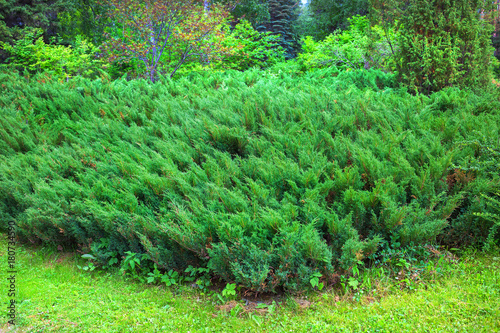 Cossack juniper ( lat. Juniperus sabina). Siberia, Russia