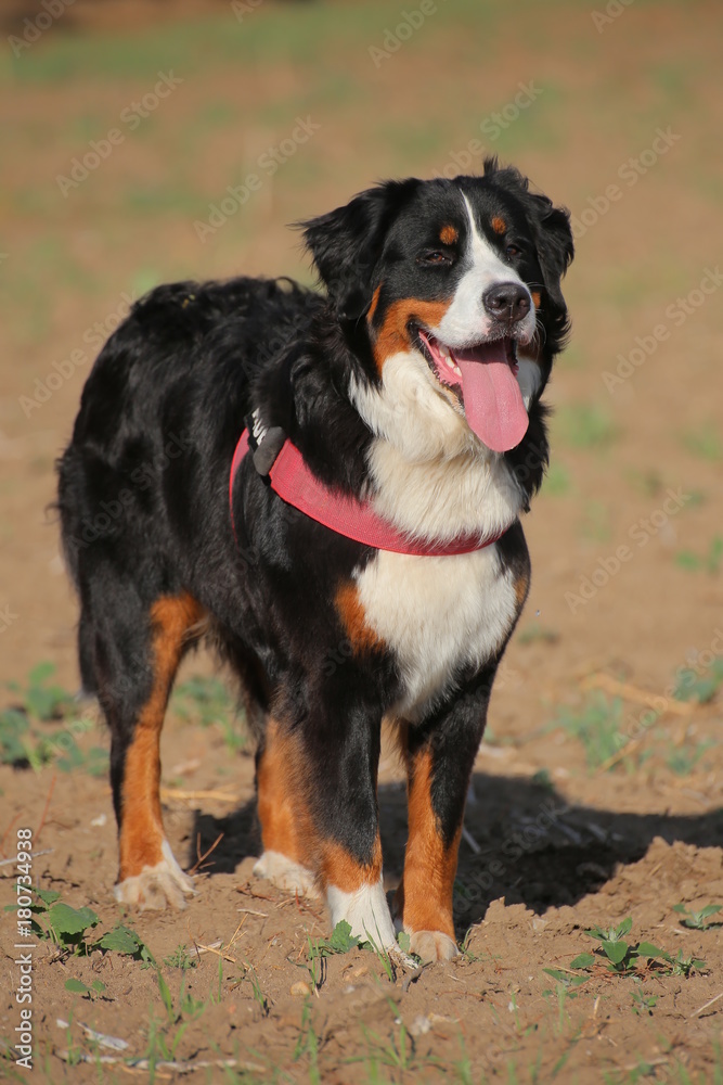 Front view of a young bernese mountain dog Front view of a young bernese mountain dog