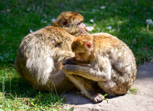 Couple macaque sitting on the grass. © Maghlaoui