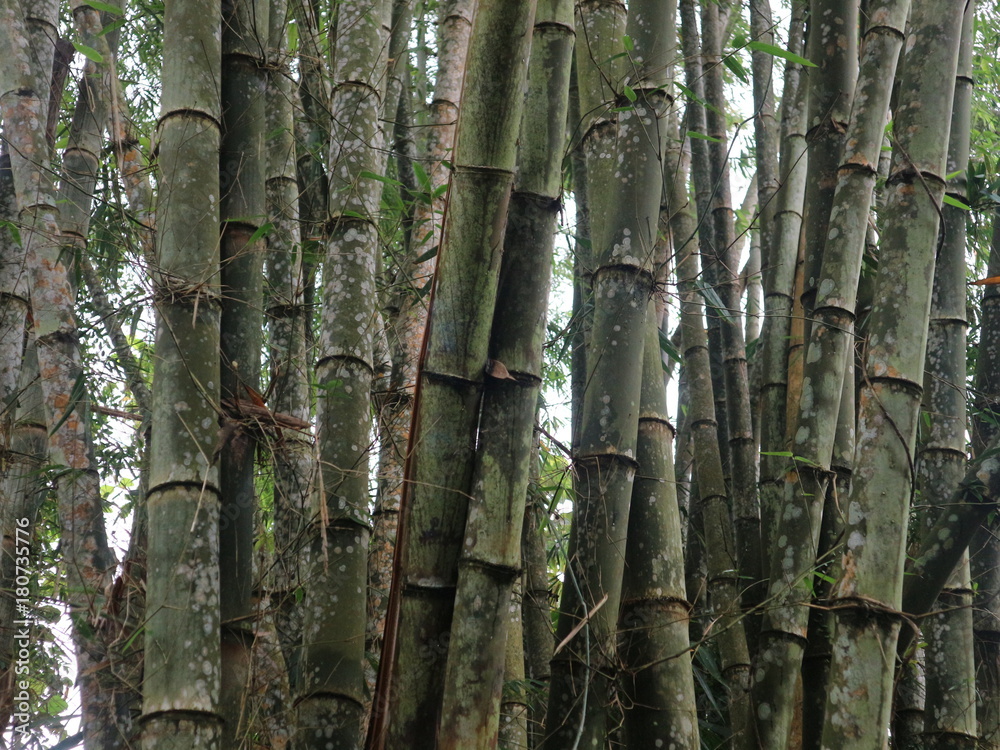 Obraz premium Fall tree roots in the forest with green foliage and paths