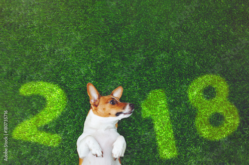 Fototapeta Naklejka Na Ścianę i Meble -  Cute dog jack russel terrier, lying on green grass.