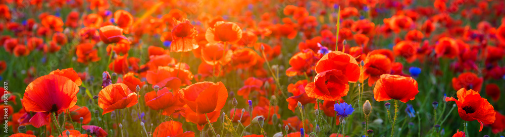 Poppy meadow in the light of the setting sun