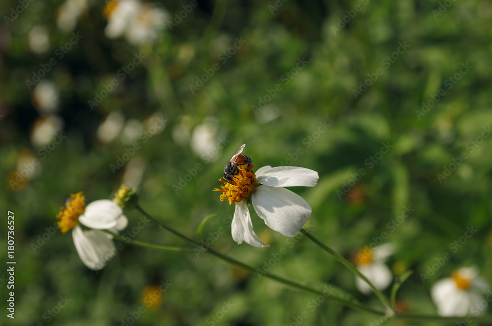 Close up  camomile with bee on nature background