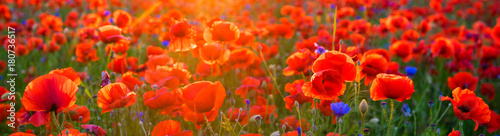 Poppy meadow in the light of the setting sun © Mike Mareen
