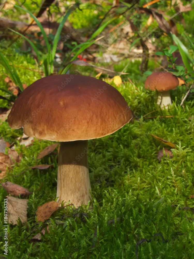 Boletus edulis mushroom growing among green moss Boletus edulis mushroom growing among green moss