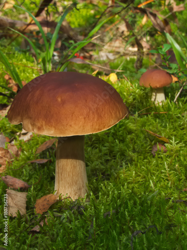 Boletus edulis mushroom growing among green moss © Alexey