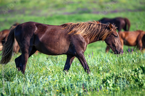 Wild foal and mare horses grazing on summer meadow photo