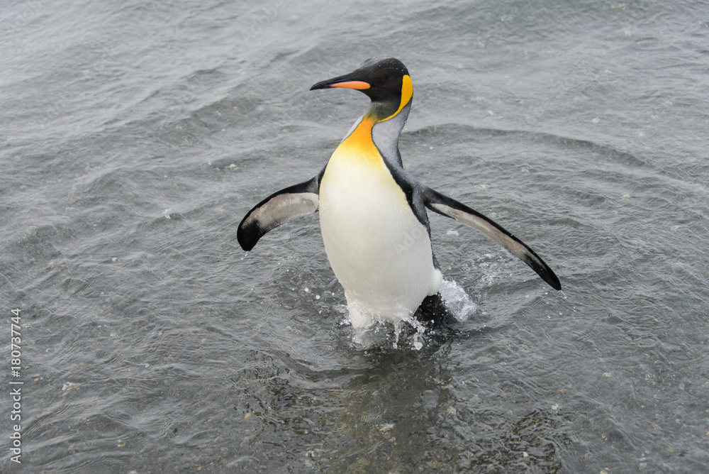 Fototapeta premium King penguin going from sea