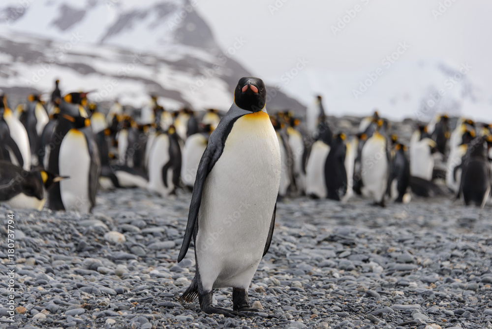 Obraz premium King penguin