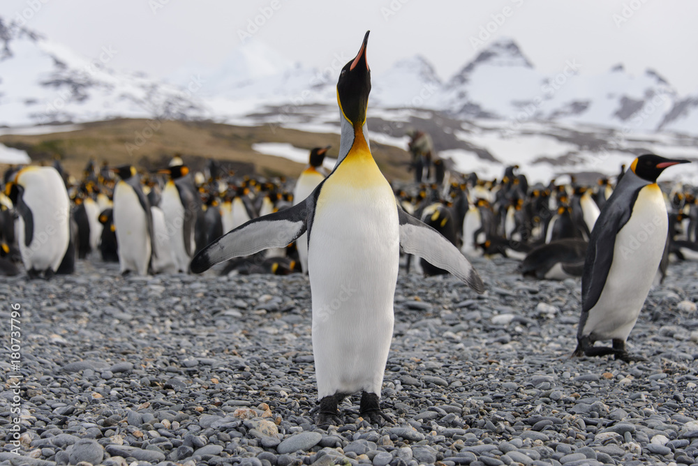 Fototapeta premium King penguin
