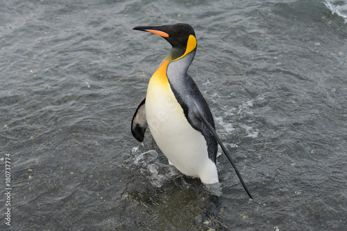 King penguin going from sea