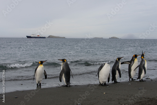 King penguins going from sea and expedition vessel on back