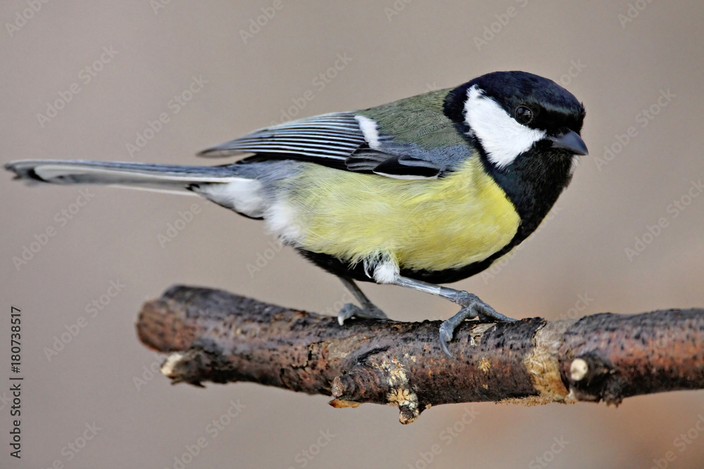 Naklejka premium Great Tit