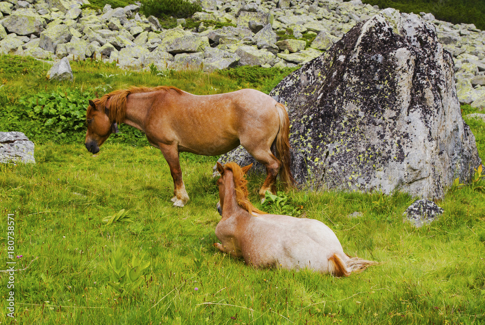 Beautiful landscape with wild horses in the mountain Beautiful landscape with wild horses in the mountain