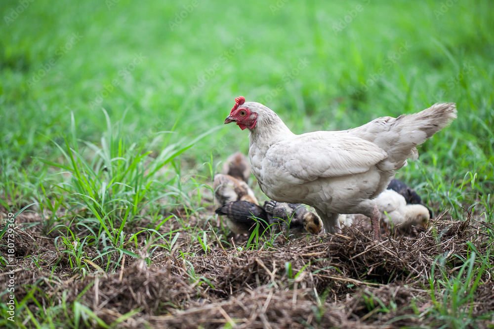 Fototapeta premium Hen and chickens on green grass