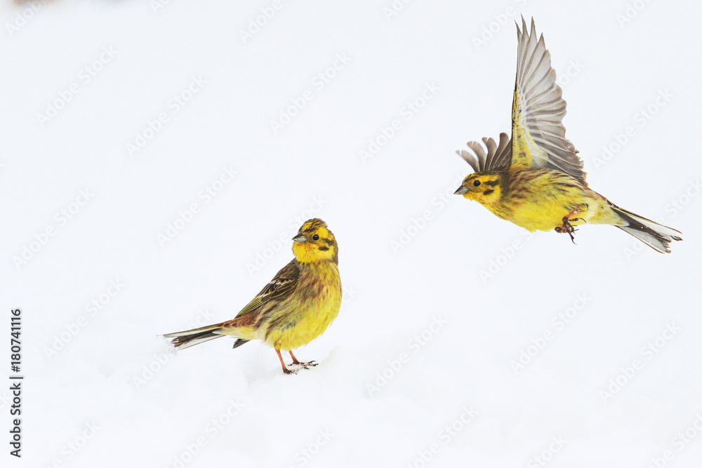 Fototapeta premium two yellow birds on snow bunting