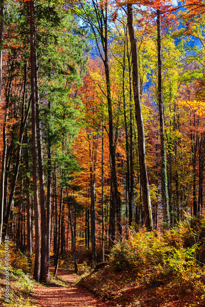Autumn forest in Germany Autumn forest in Germany