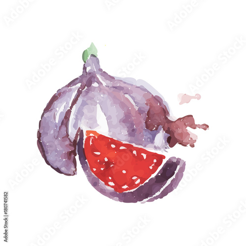 Ripe fig fruit watercolor hand painting vector Illustration