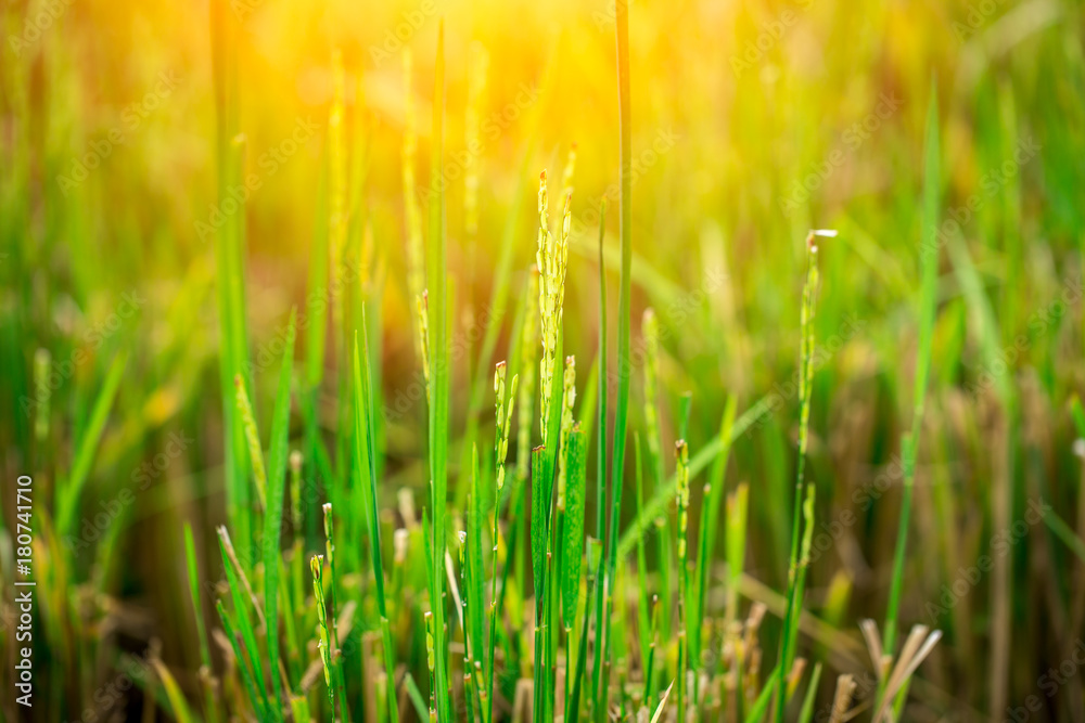 Growing rice in  the field with morning light with space for text