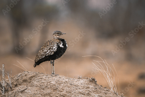 Red-crested Bustard in Kruger National park, South Africa photo