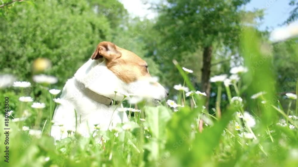 White jack russel terrier in flowers. White jack russel terrier in flowers.