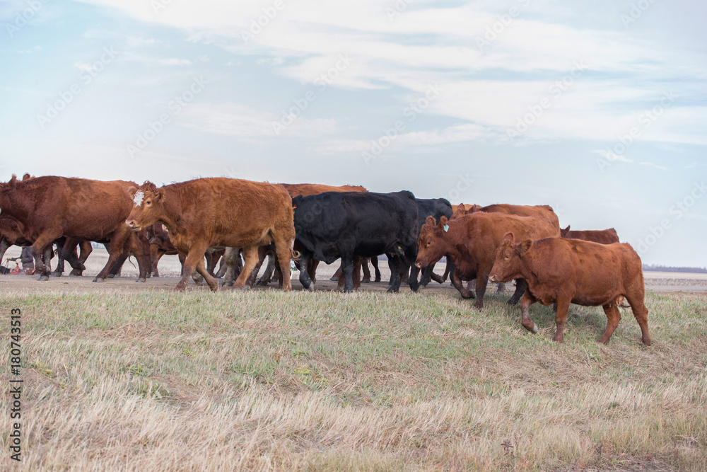 herd of cattle herd of cattle