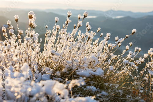 Fluffy plant covered with snow, suffused with morning light © RaDa