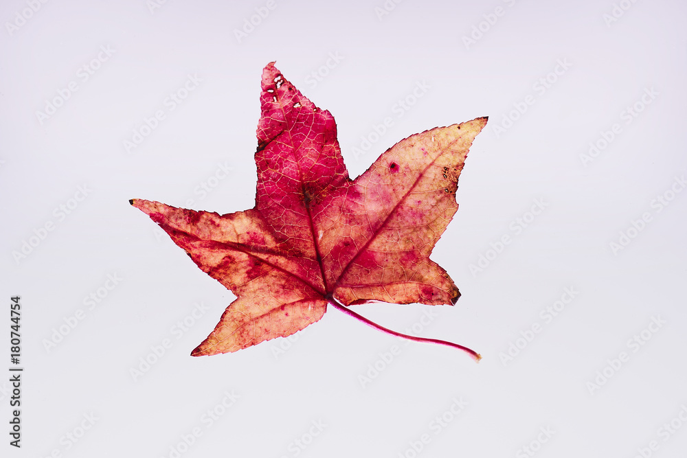 紅葉 枯れ葉 落ち葉 Stock 写真 Adobe Stock