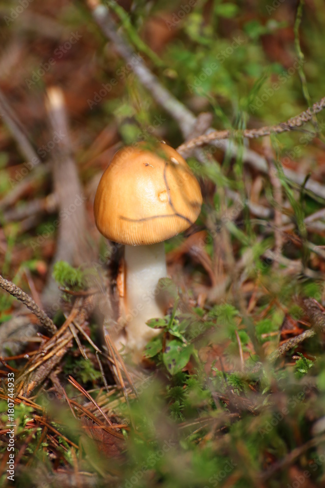 Amanita fulva, the tawny grisette, between twigs Amanita fulva, the tawny grisette, between twigs