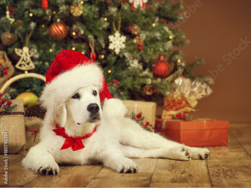 Christmas Dog, White Puppy Retriever in Santa Hat Lying under Xmas Tee, New Year Pet in Present Gifts © inarik