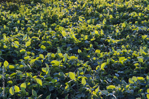 Soybean crop, Glycine max