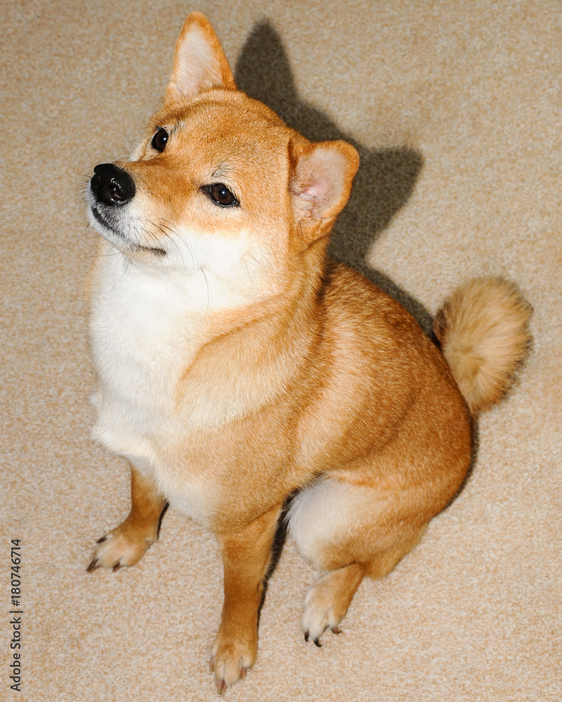 お座りをしている綺麗な柴犬 Stock Photo Adobe Stock