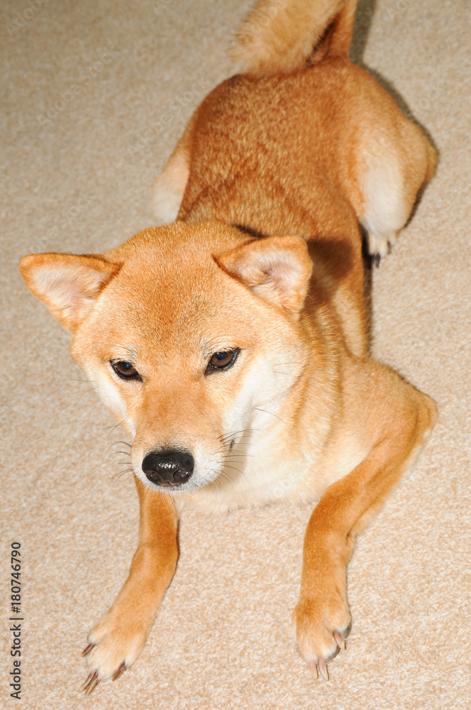 伏せをしている綺麗な柴犬