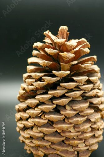 Pinecone Closeup 2