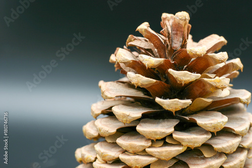Close Up Pinecone