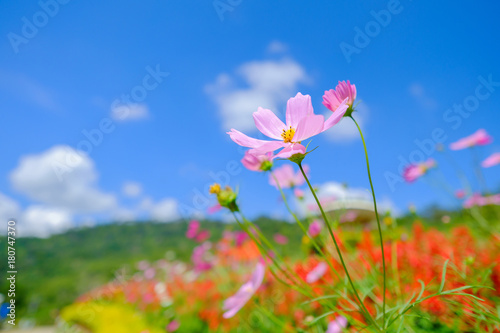 Fototapeta Naklejka Na Ścianę i Meble -  Pink flowers in field.
