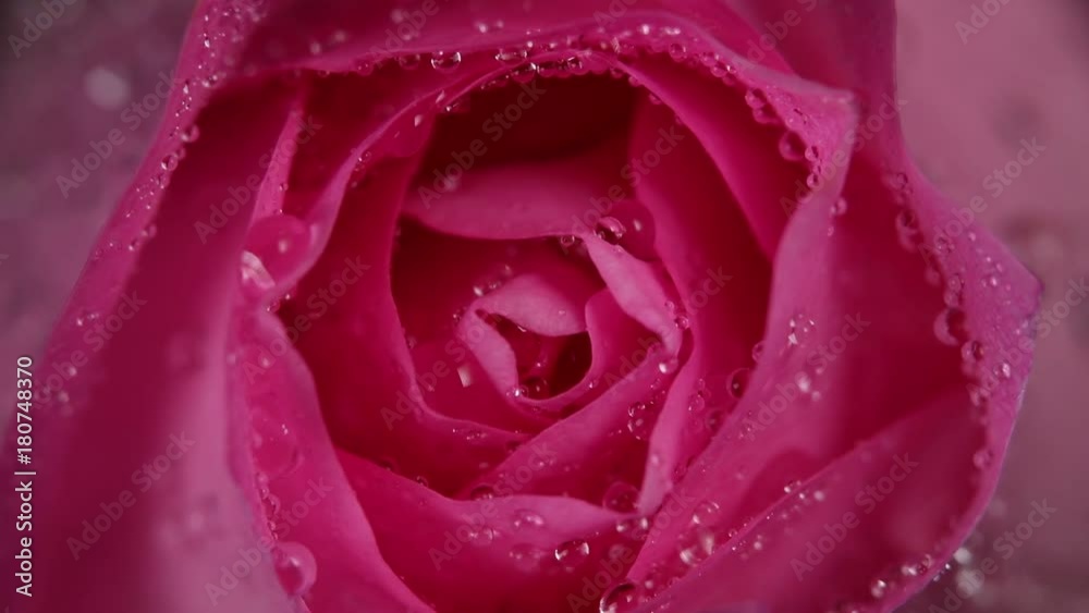 close up shot of Slowly revolving light pink rose with crystal clear water drops on it close up shot of Slowly revolving light pink rose with crystal clear water drops on it