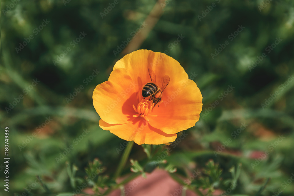 Flying Honey bee collecting pollen from orange flower with sunlight of spring season Flying Honey bee collecting pollen from orange flower with sunlight of spring season