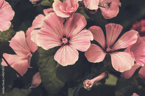 Annual flower. Floral background in muted tones and vintage style photo