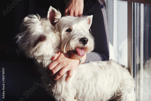 Happy girl girl with dog at window © olgasparrow