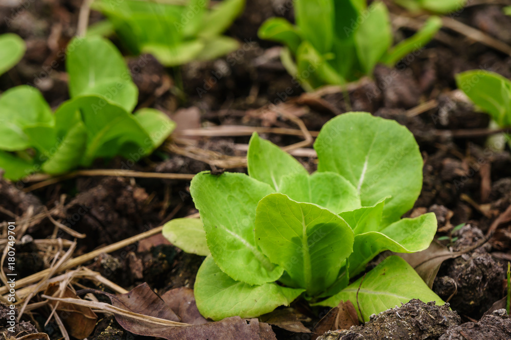 Fresh green romaine or cos lettuce growing in vegetable garden Fresh green romaine or cos lettuce growing in vegetable garden