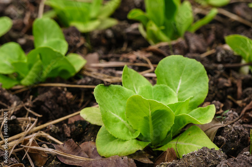 Fresh green romaine or cos lettuce growing in vegetable garden