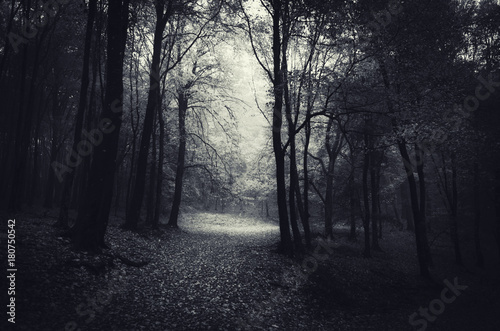 horror forest scene at night