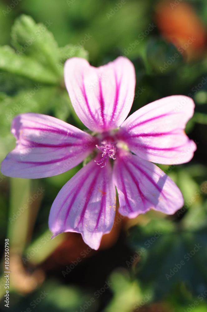 Mauve sylvestre Mauve sylvestre
