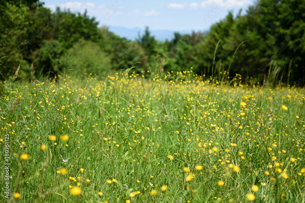 meadow with yellow flower
