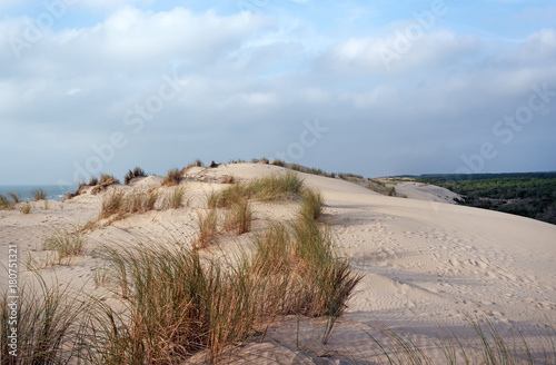 sand dunes and de la coubre forest in Charente maritime coast