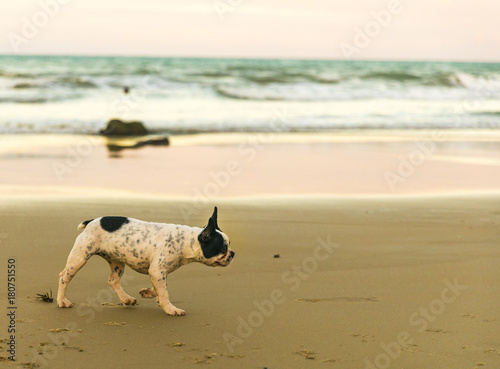 Cachorro brincando na Praia de Ponta Negra - Natal/RN