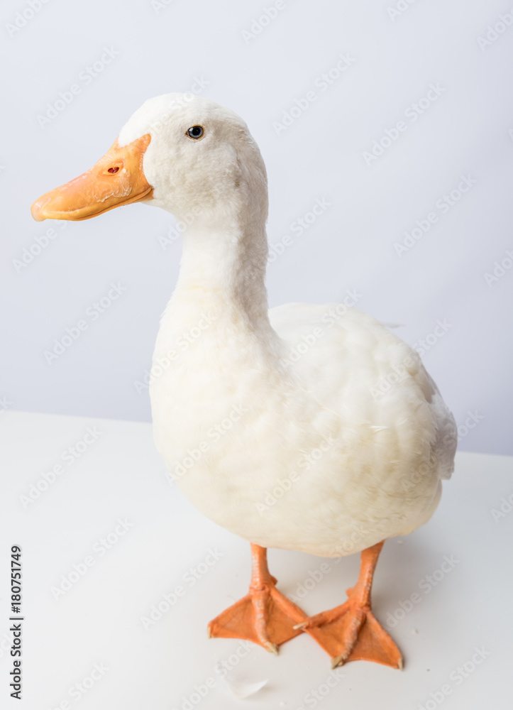 White Duck Mallard Side