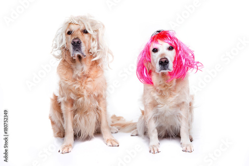 Obraz na plátně two golden retriever with wigs