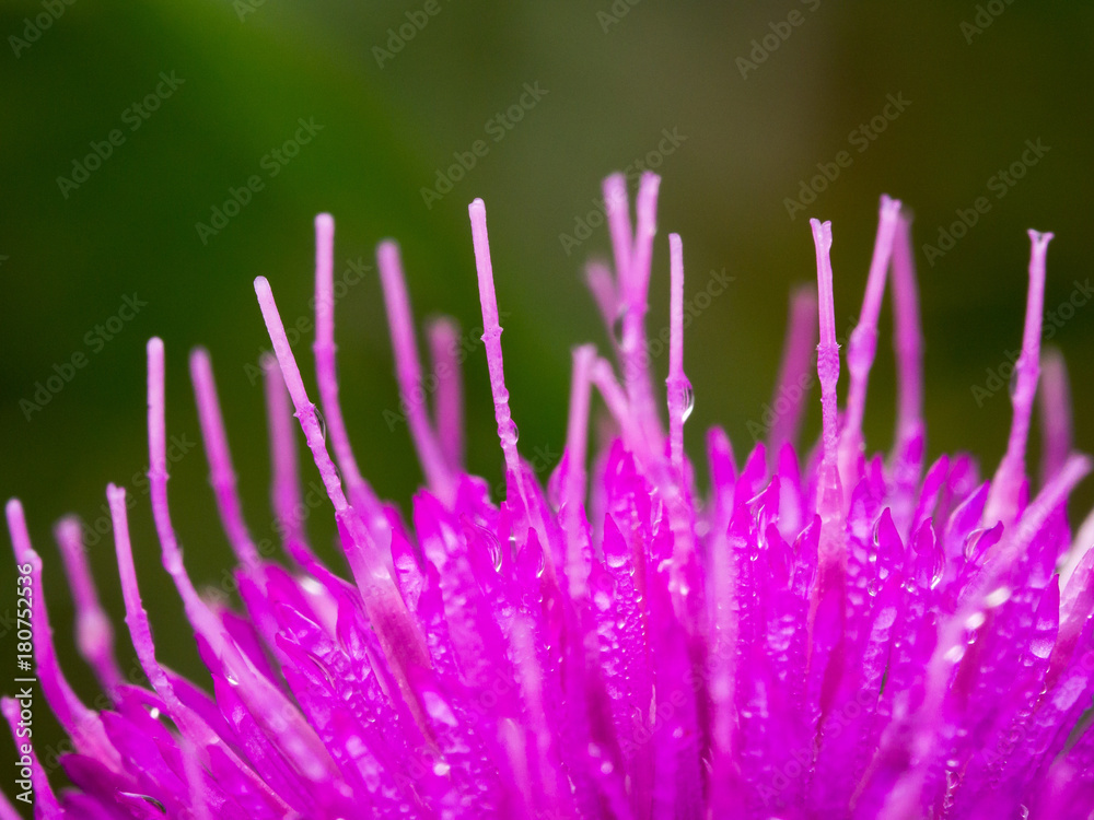 Obraz premium Pink blossom of a thistle flower, close-up